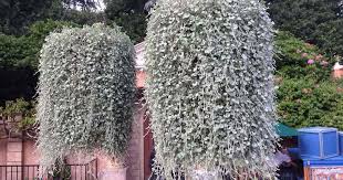 Maybe you would like to learn more about one of these? Dichondra Care The Ground Cover Or Hanging Basket Plant