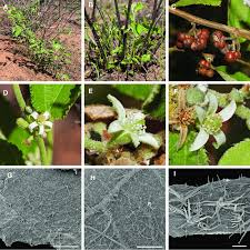 Image result for Grewia trichocarpa