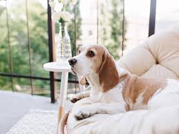 But these chemicals are extremely harmful to humans and other animals through the following ways: Home And Garden Pest Protection For A Pet Home Efekto