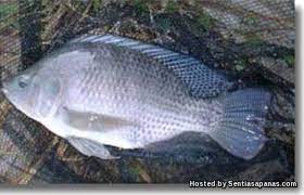 Ikan asli afrika utara & palestina dengan rasa daging yang enak dan gizi yang tinggi. Penyakit Ikan Tilapia Merah