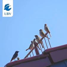 Was Der Hausrotschwanz Wohl Mit Den Spatzen Beredet Mehr Erfahrt Ihr In Unserer Story Danke Cokediphoto Fur Die Bilder Backyard Birds Animals Bird Watching