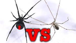 The black widow has already killed. Redback Spider Vs Daddy Long Legs Spider Mythbusting Bug Battle Youtube