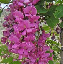 Image result for Robinia