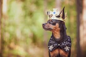 You can always choose your favorite character name from any of your favorite series like if you have watched any indian web series then any name like kaleen bhaiya, guddu bhaiya and any other nicknames would go. 150 Royal Dog Names For Your Pampered Pooch Daily Paws