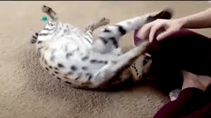 Savannah cats are a large, athletic breed that's especially affectionate with its owners, but can be a bit standoffish with strangers. Considering A Serval Cat Know The Risks Of Having One