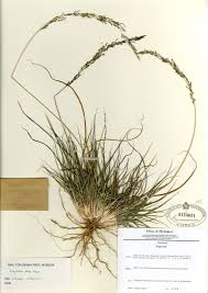 Image result for Eragrostis plana