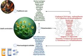 Image result for Oxalis anthelmintica