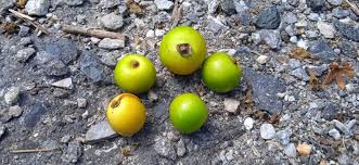 Image result for Gmelina