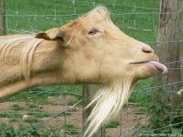 Funny Goat Sticking Its Tongue Out Goats Funny Funny Goat Pictures Goats