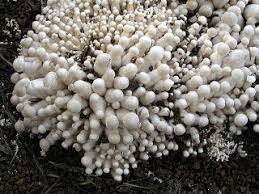 「ニオウシメジ」の画像検索結果