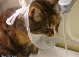 You can gently run your hand down your dog's leg and paw to check for swelling, heat, and to determine parnell's glyde mobility chews are a joint supplement with strong scientific backing, containing the. Youtube Video Sees Cat Turn Her Plastic Collar Into A Water Bowl Daily Mail Online