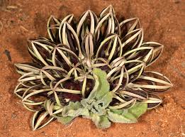 Image result for Brachystelma