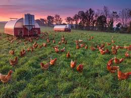 Chicken Farm, Pennsylvania