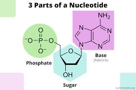 The bases used in dna are adenine (a), cytosine (c), guanine (g), and thymine (t). What Are The Three Parts Of A Nucleotide