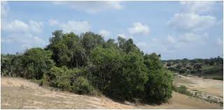 Image result for Synadenium pereskiifolium