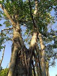 Image result for Ficus craterostoma