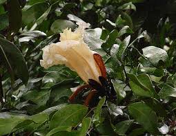 Image result for Baikiaea