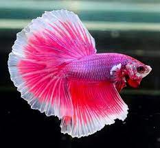 pink pearl betta ปลาสวยงาม ปลาก ด ส ตว สวยงาม