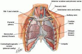 Key anatomy inguinal region, abdominal wall and surface anatomy, urinary tract. Anatomy Of The Thoracic Wall Pulmonary Cavities And Mediastinum Thoracic Key