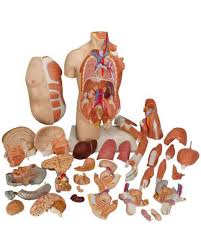 It can show the entire body or focus on a particular system using systemic anatomy such as the muscular, skeletal, circulatory, digestive, endocrine, nervous, respiratory, urinary, reproductive, and other systems. Torso Anatomy Models Human Torso Models