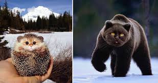 Please check out our friends over at funny cat world. Russian Photoshop User Imagines A World With Cat S Faces On Everything