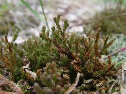 Image result for Selaginella molliceps