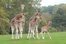 Only thing that let it down was the room was a bit dusty and the exterior of the hotel needs a bit of maintenance. West Midland Safari Park Welcomes New Baby Giraffe Watch Express Star