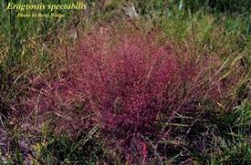 Image result for Eragrostis hispida