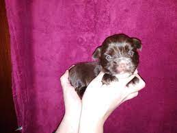 Don't forget to bookmark this page by hitting (ctrl + d), Yorkshire Terrier Chocolate Female Paarl Dogs Puppies Public Ads 140197