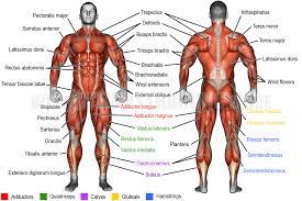 See more ideas about muscle names, workout, fitness tips. Muscle Names In Arm Muscles Of The Trunk Anatomy Diagram Pictures Kenhub Muscles Names Can Actually Be Used As A Short Cut To Learn A Muscle S Location Shape And It S Function