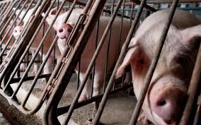 Mega-Dairy CAFOs Tout Methane Digesters to Green Their Image