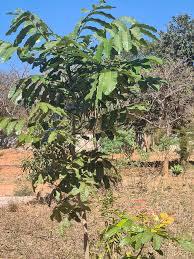 Image result for Pteleopsis anisoptera