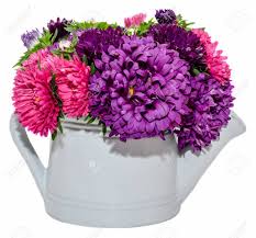 We did not find results for: Vivid Colored Callistephus Chinensis Flowers Common Names Include China Aster And Annual Aster In Romania As Ochiul Boului In A White Ceramic Watercan Sprinkler Close Up Isolated Stock Photo Picture And Royalty