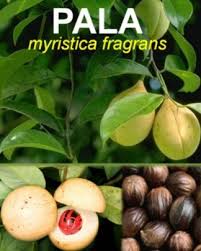 Khasiat buah pala yang ke 2 mengatasi pusing. Budidaya Tanaman Porang Buah Pala Dan Produknya