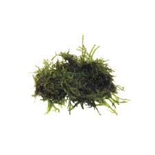 Image result for Rotala fontinalis