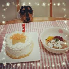 pin auf dachshunds staring at cakes