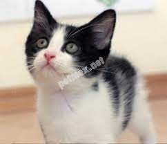 smoki ye aile ariyorum antalya kedi hayvan evcil hayvanlar