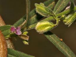 Image result for Polygala erioptera