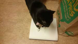 Book Braille Cat Floor Recipe Standing Cats Flooring Books