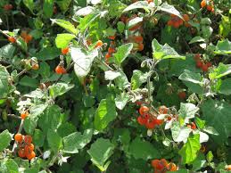 Image result for Solanum villosum