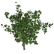 Here you can explore hq vine transparent illustrations, icons and clipart with filter setting like size, type, color etc. Vines Png Vines Transparent Background Freeiconspng