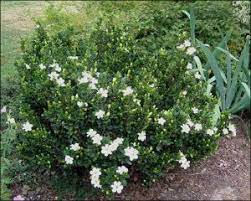Plant annuals and perennials october through april. Spring Bloomer 6 Gardenia Corona Landscape