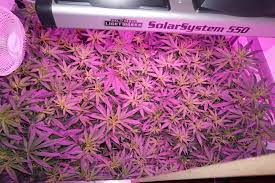Solarsystem 550 Review With Freddy S Best Dutch Passion Blogs