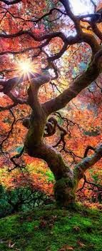 19 Most Beautiful Places To Visit In Oregon Beautiful Nature Beautiful Landscapes Beautiful Tree