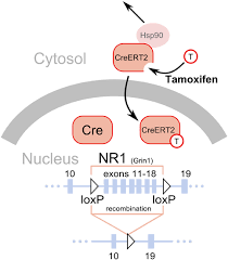 Upon hsp90 dissociation, the fusion protein is released from the inactive complex. Frontiers Addictive Drugs And Plasticity Of Glutamatergic Synapses On Dopaminergic Neurons What Have We Learned From Genetic Mouse Models Molecular Neuroscience