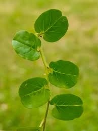 Image result for Evolvulus nummularius