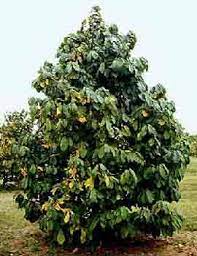 Jaboticaba tree starting at $59.95. Pawpaw Department Of Horticulture