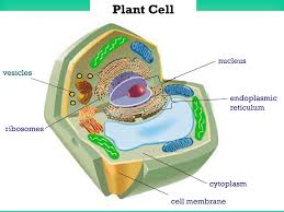 Does plant cell have vesicle. Section 1 2 Microscopes Allow Us To See Inside The Cell Ppt Download