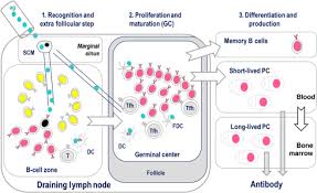 Learn about the human immune system's response to vaccination. How Vaccines Work Sciencedirect