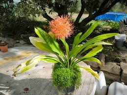 Image result for Scadoxus cinnabarinus